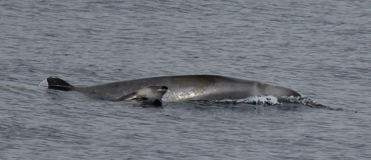 Firstever footage of one of the world's rarest whales IEyeNews