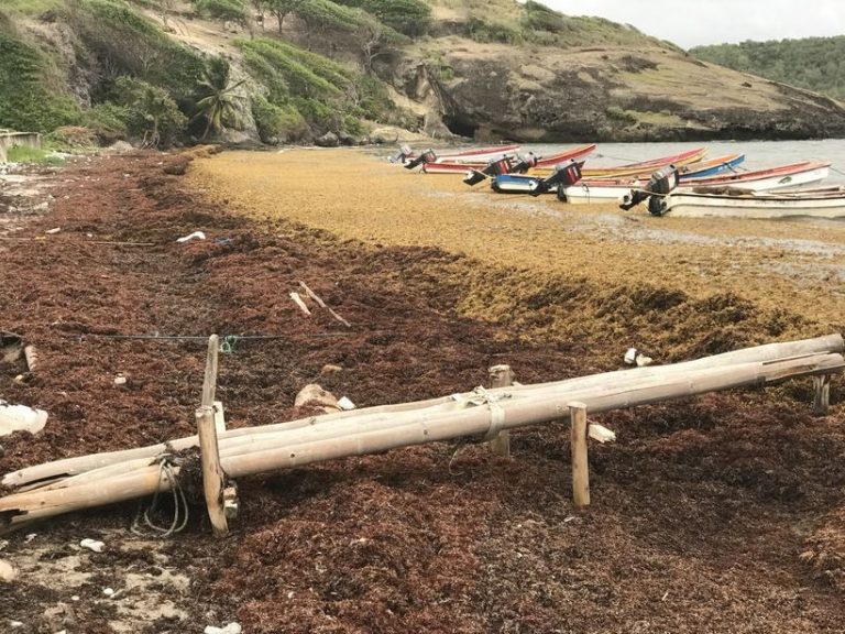 Communities innovate to address Sargassum seaweed on coasts of Saint